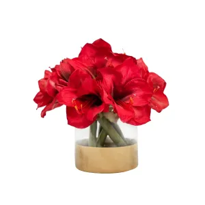 Amaryllis in Cylinder 11"